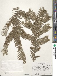 Cephalotaxus harringtonia image