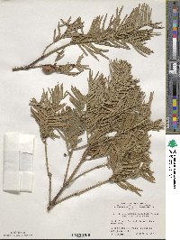 Cephalotaxus harringtonia image