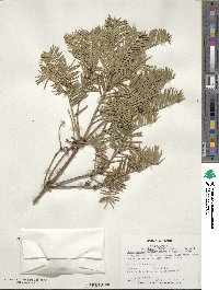 Cephalotaxus harringtonia image