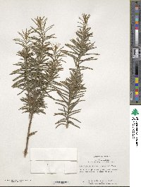 Cephalotaxus harringtonia var. nana image