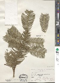 Image of Cephalotaxus sinensis