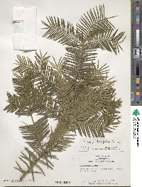 Image of Torreya taxifolia