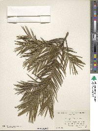 Image of Torreya californica