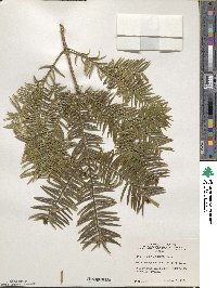 Image of Torreya grandis