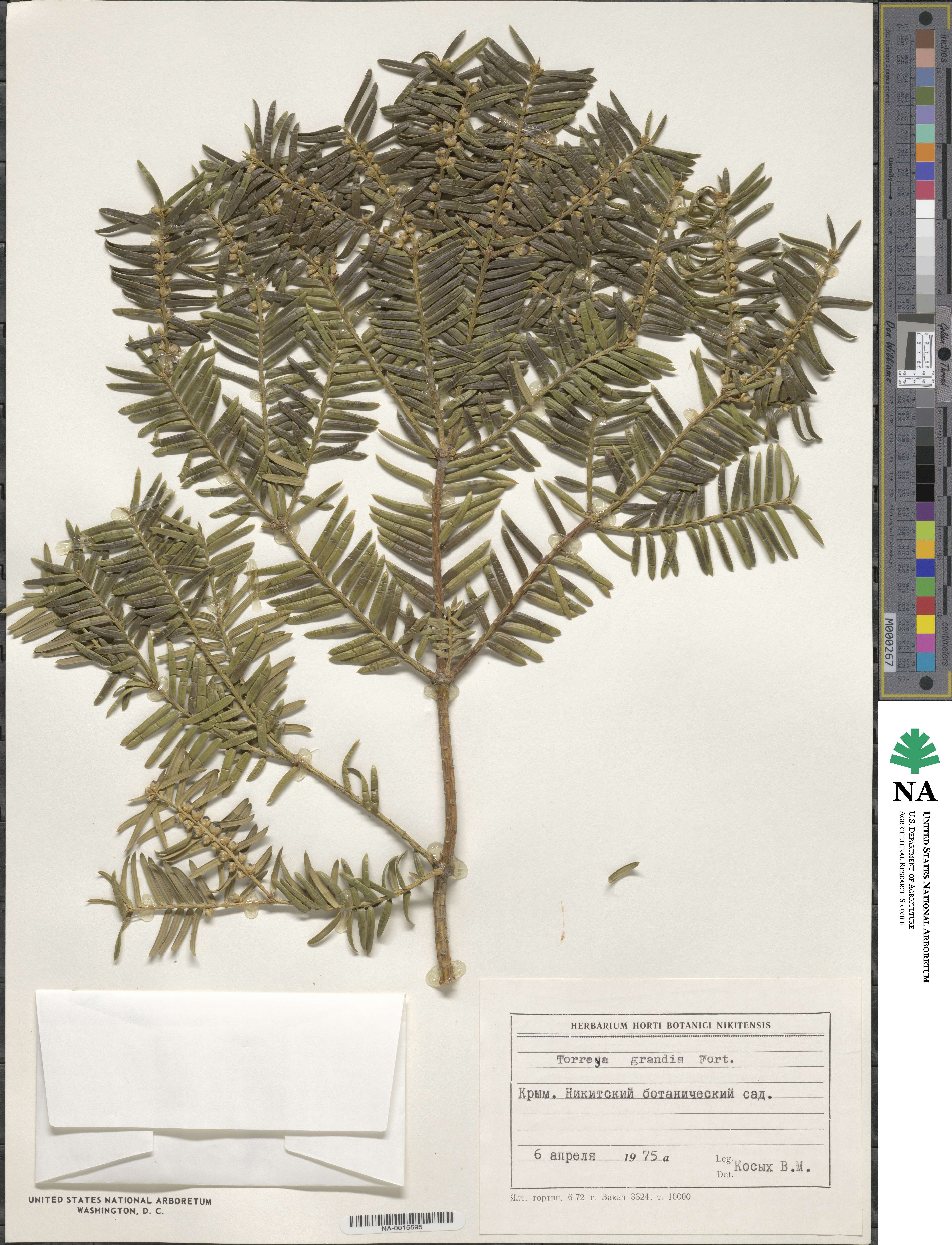 Torreya grandis image