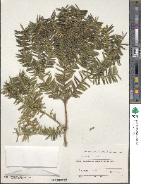 Torreya grandis image