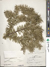 Torreya nucifera image