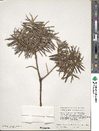 Torreya nucifera image