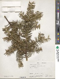 Torreya nucifera image