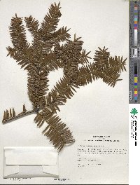 Torreya nucifera image