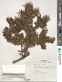 Torreya nucifera image