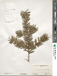 Torreya nucifera image