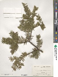 Torreya nucifera image