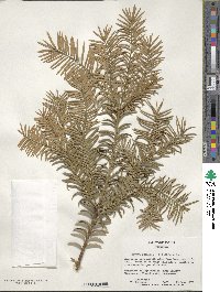 Torreya nucifera image