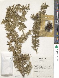 Torreya nucifera image