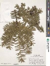 Torreya nucifera image