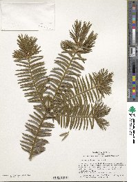 Torreya nucifera image