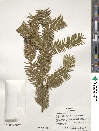 Torreya nucifera image