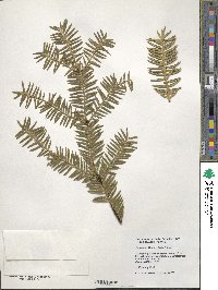 Torreya nucifera image