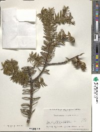 Torreya nucifera image