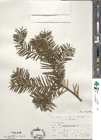 Torreya nucifera image