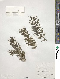 Torreya nucifera image