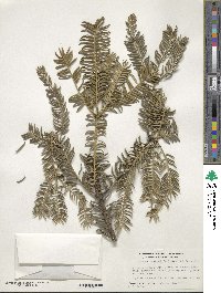 Torreya nucifera image