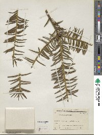 Torreya nucifera image