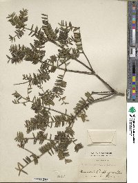 Torreya nucifera image