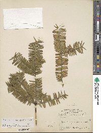 Torreya nucifera image