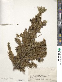 Taxus baccata image