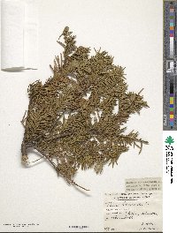 Taxus baccata image