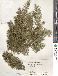 Taxus baccata image