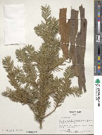 Taxus baccata image