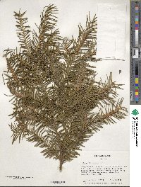 Taxus baccata image