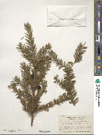 Taxus baccata image