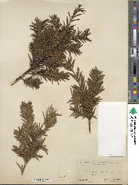 Taxus baccata image