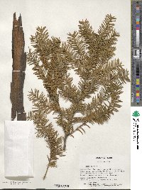 Taxus baccata image