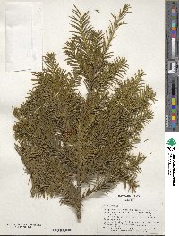 Taxus baccata image