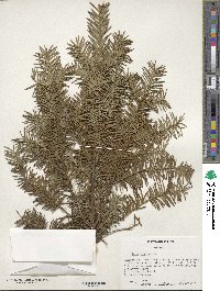 Taxus baccata image