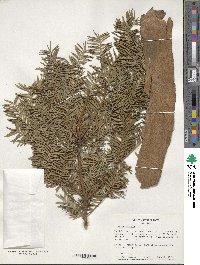 Taxus baccata image