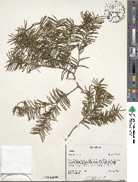 Taxus baccata image