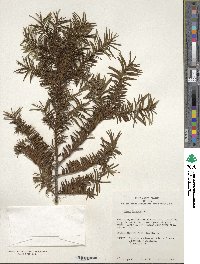 Taxus baccata image