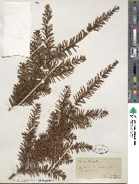 Taxus baccata image