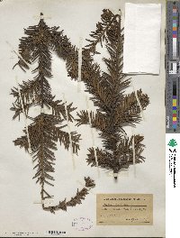 Taxus baccata image