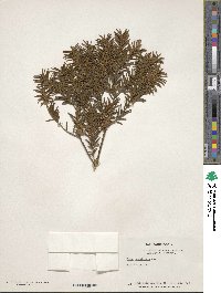 Taxus brevifolia image