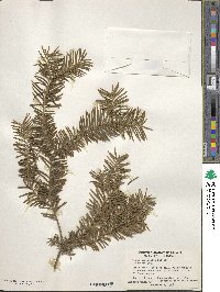 Taxus brevifolia image