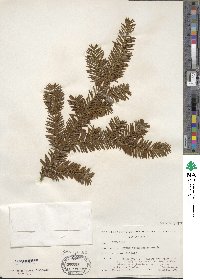 Taxus canadensis image