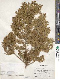 Taxus canadensis image