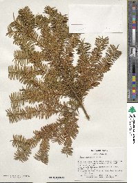 Taxus canadensis image